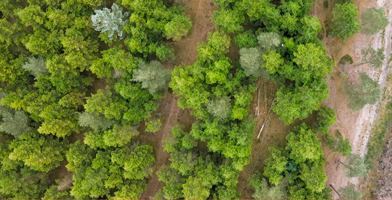 Foresta rigogliosa che rappresenta l’impegno dell’azienda per l’ambiente e la sostenibilità.