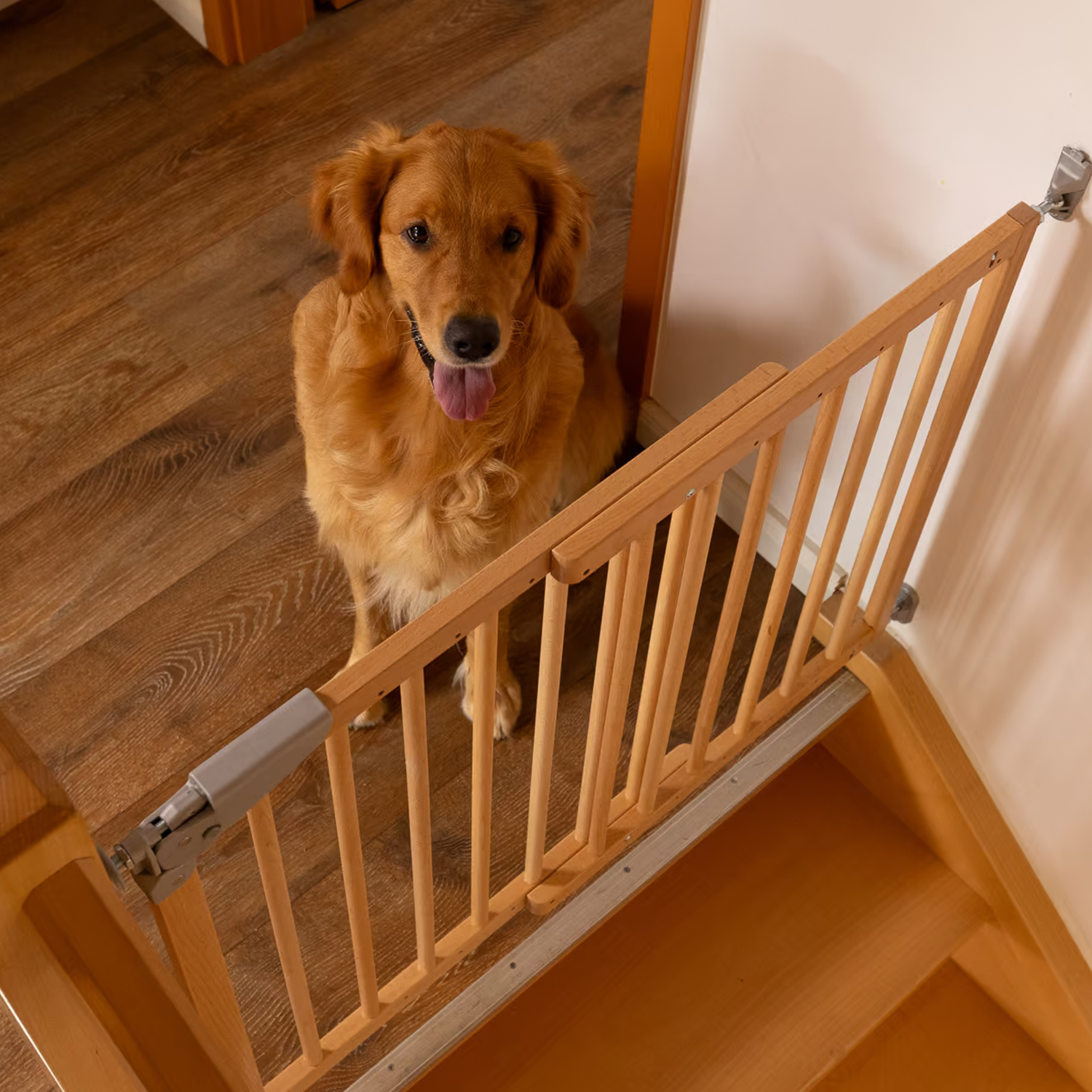 Cane seduto dietro un cancelletto di sicurezza in legno installato in cima alla scala, per limitare l’accesso ai gradini.